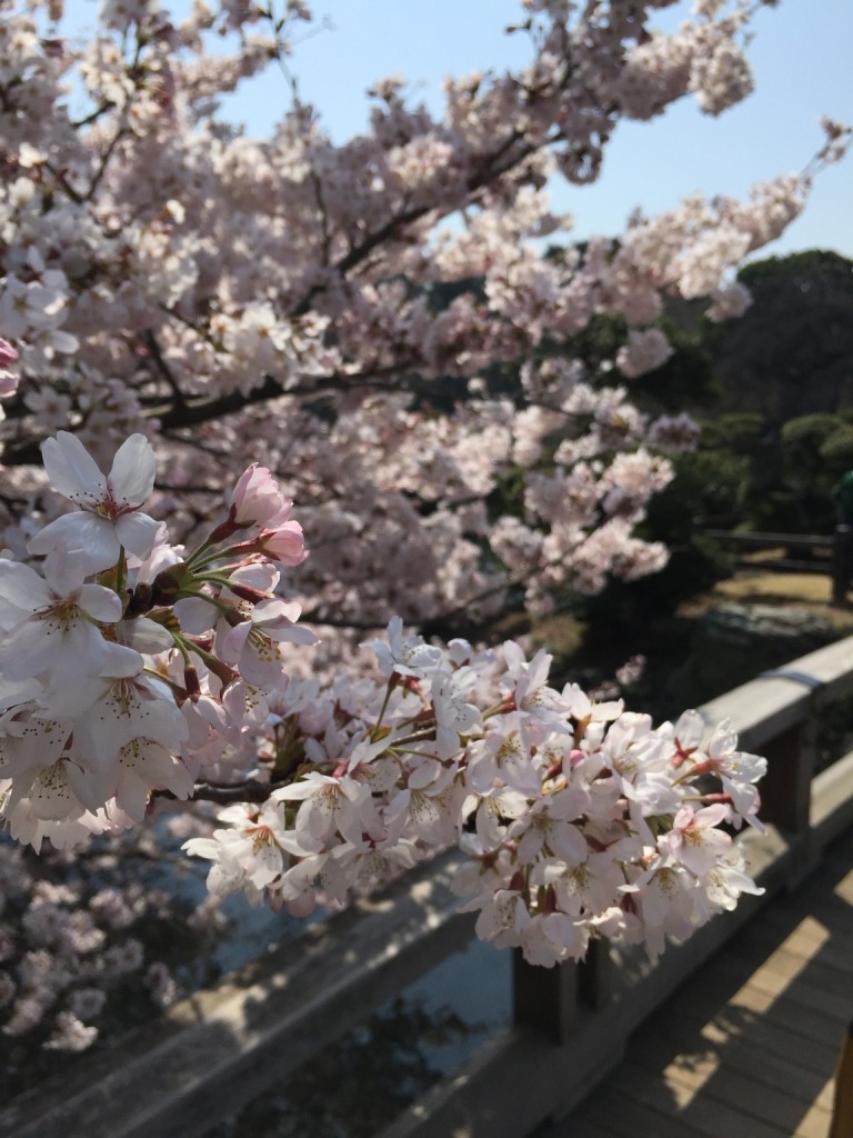 From Hanami to Watering Holes, Here’s How to Spend 24 Hours in Shinjuku