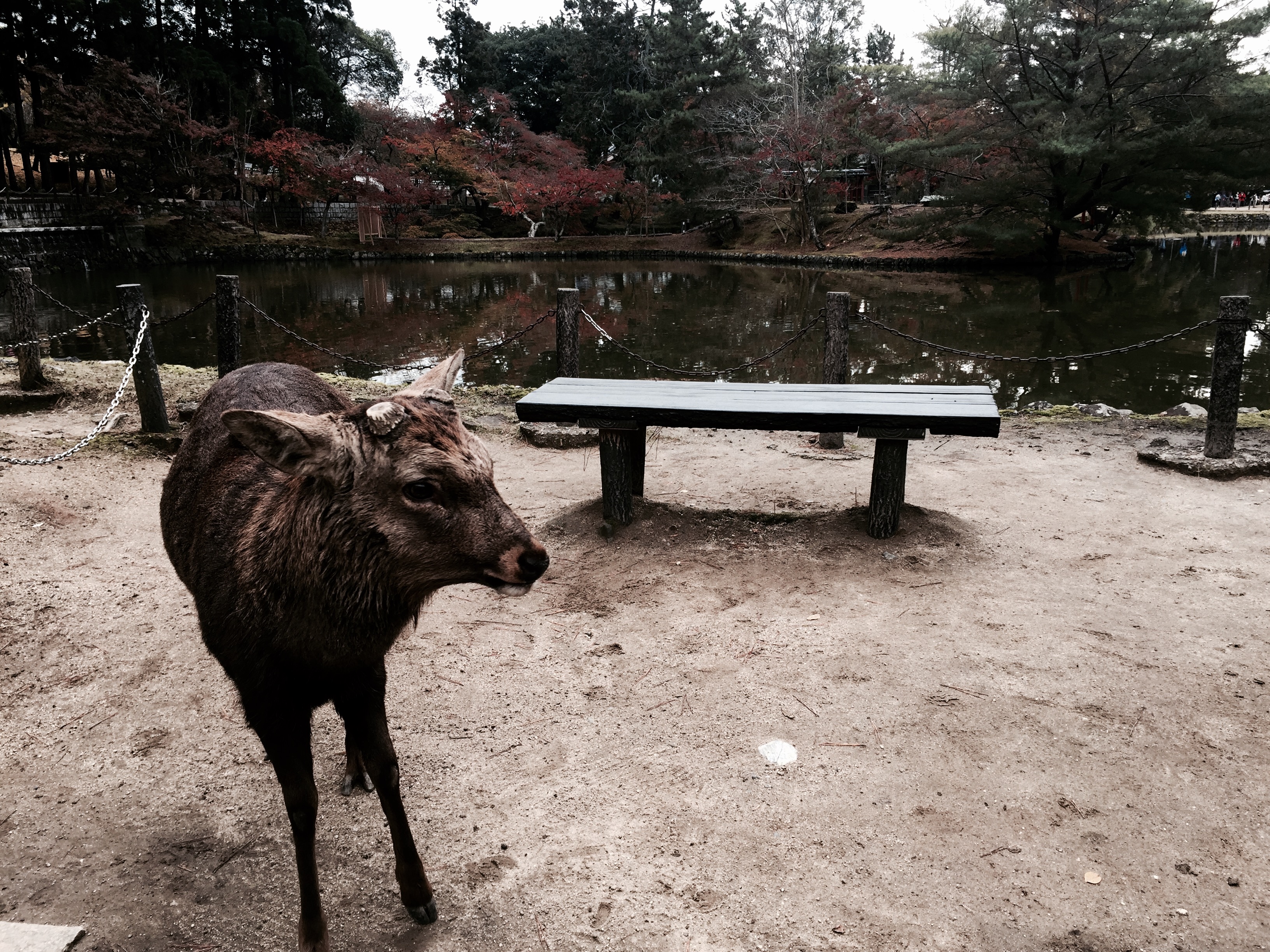 Feeding Deer at Nara Park