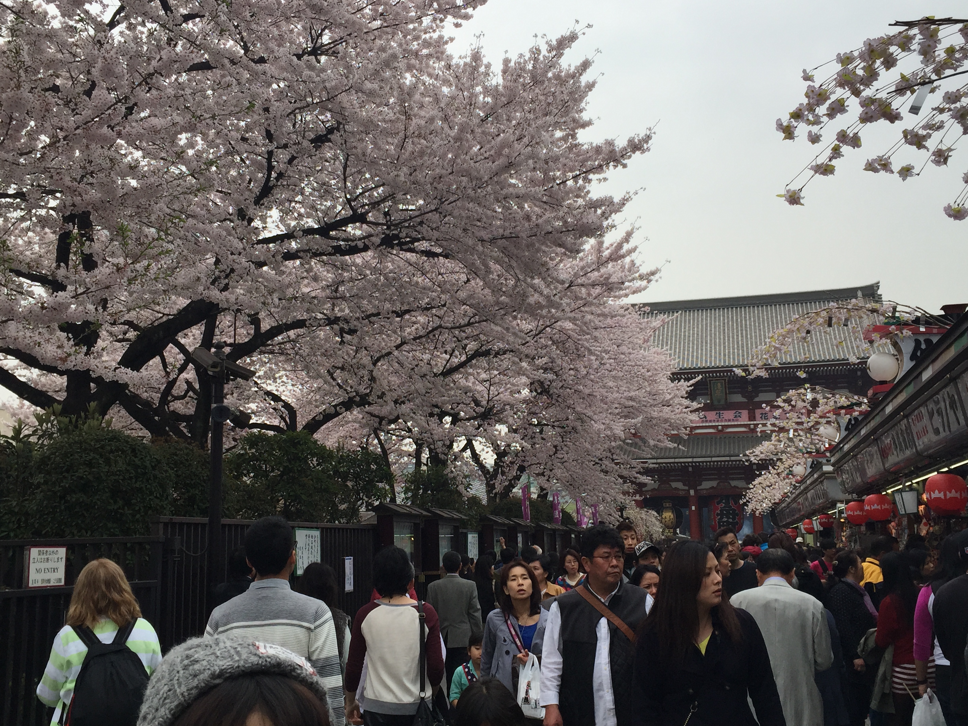 How to Travel to Tokyo During the Cherry Blossom Season under P30,000