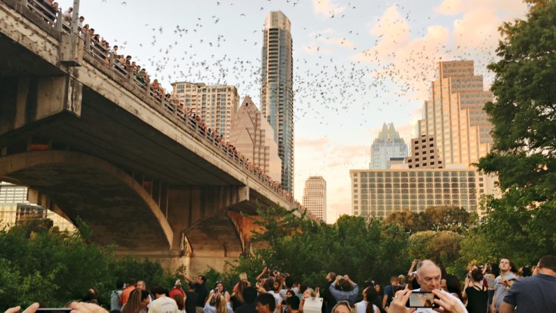 Watch 2 Million Bats Fly over South Congress Bridge, Austin, Texas
